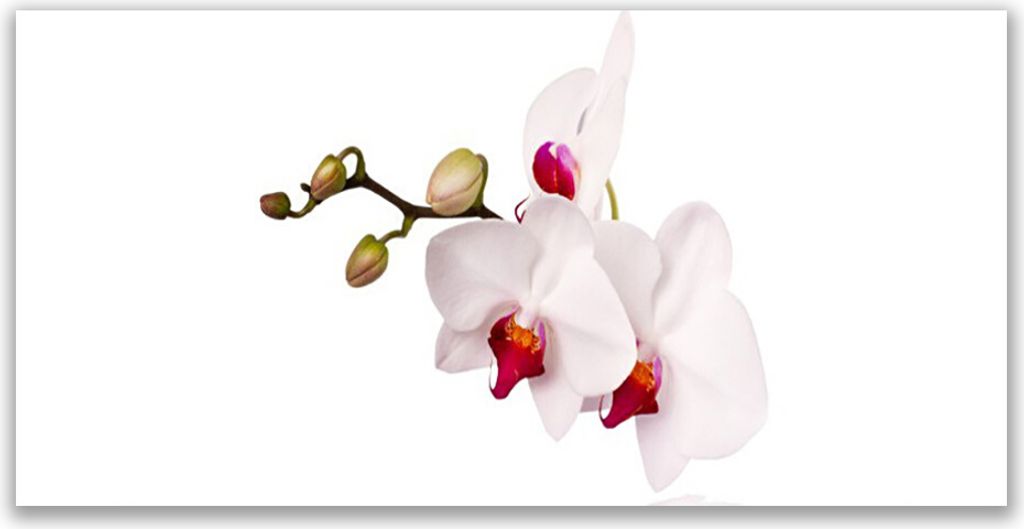 Küchenrückwand aus Glas 140x70cm Spritzschutz Blumen Pflanzen