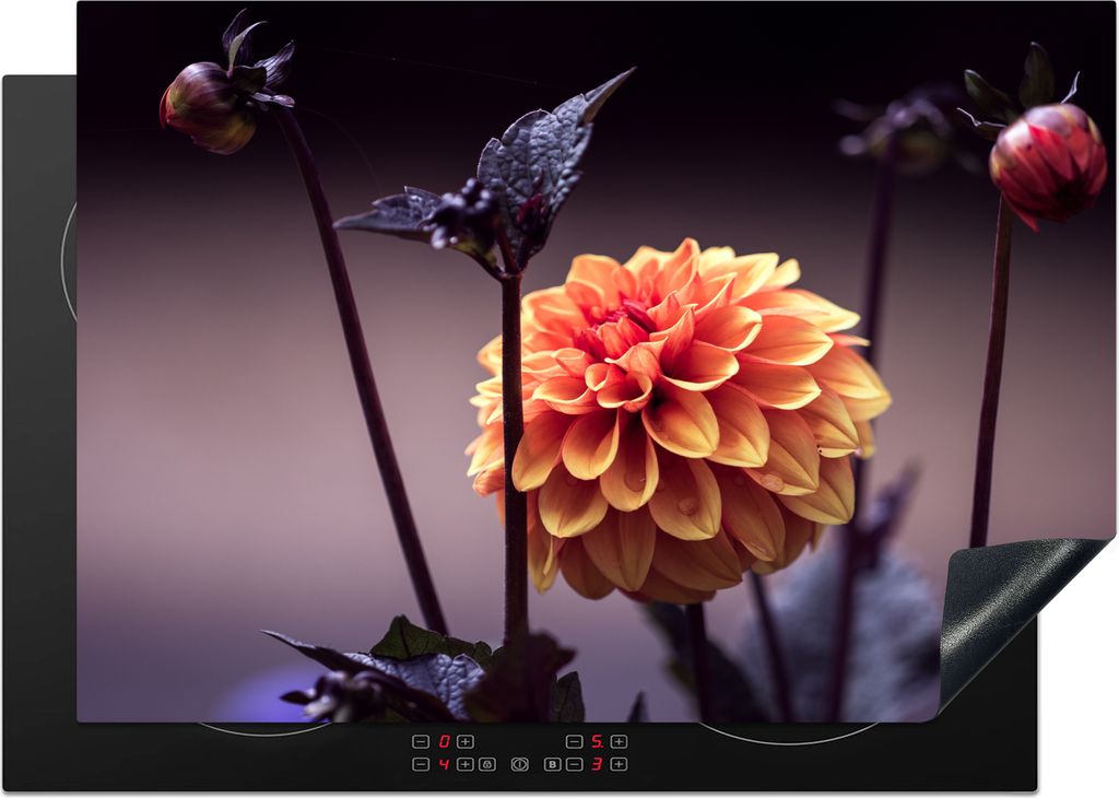 KitchenYeah© Herdabdeckplatte Blumen - Chrysantheme - Makro Produktbild 