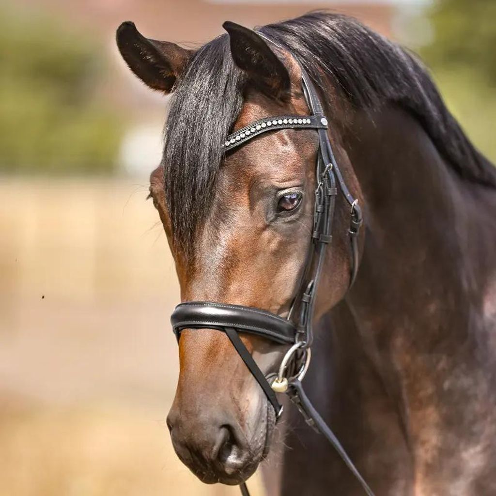 Kavalkade Trense Diana KavalSH4 Englisch kombiniert Zaumzeug Schwarz Warmblut