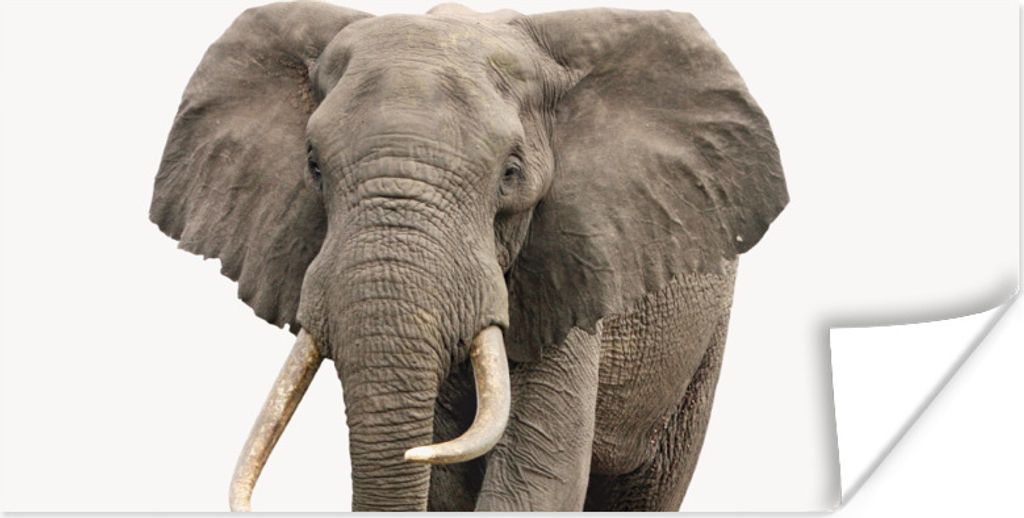 MuchoWow Poster Elefant - Kinder - Tiere - Mädchen 150x75 cm - ohne Rahmen