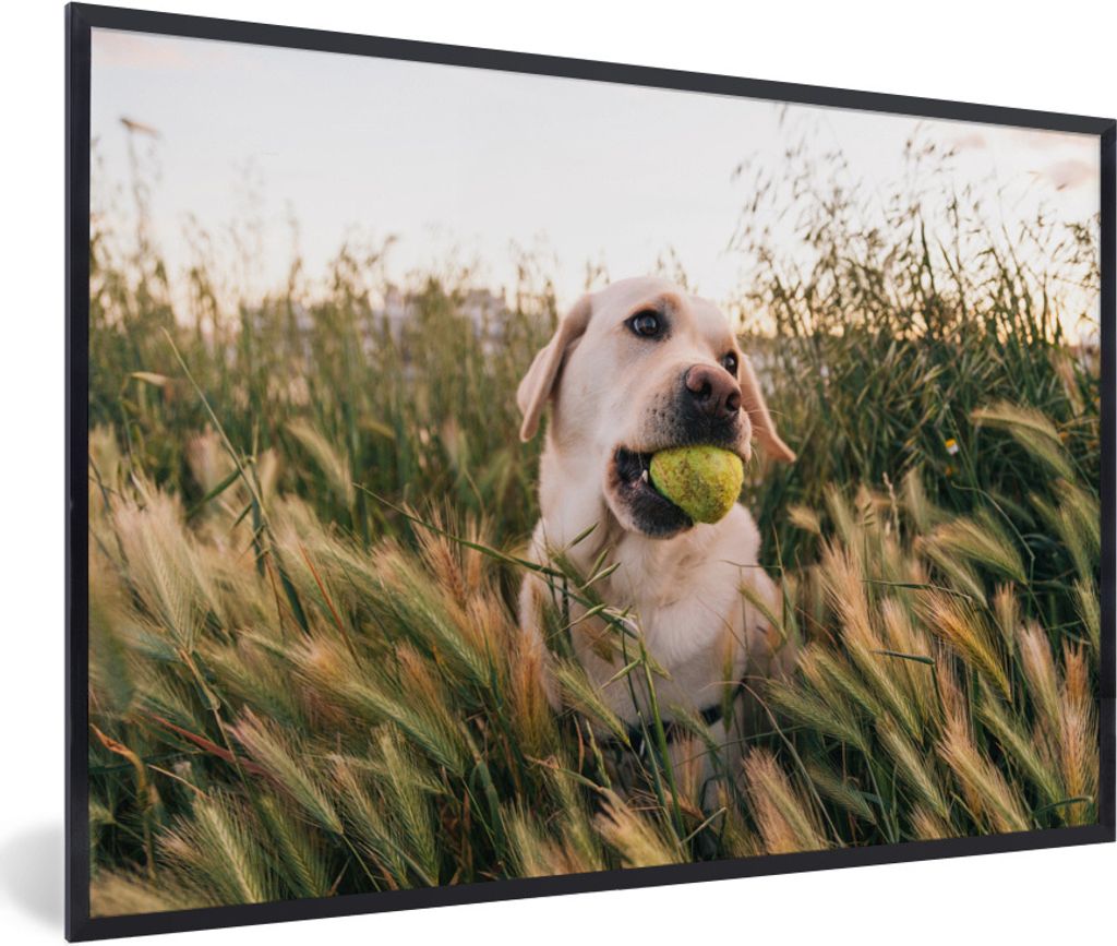 MuchoWow Gerahmtes Poster Labrador Retriever spielt mit einem Tennisball im Gras 90x60 cm - Poster mit Schwarzem Bilderrahmen Wandposter Rahmen F...