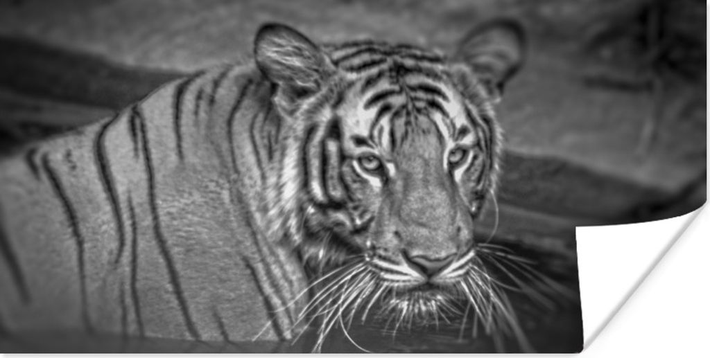 MuchoWow Poster Tiger - Wasser - Schwarz - Weiß 150x75 cm - ohne Rahmen