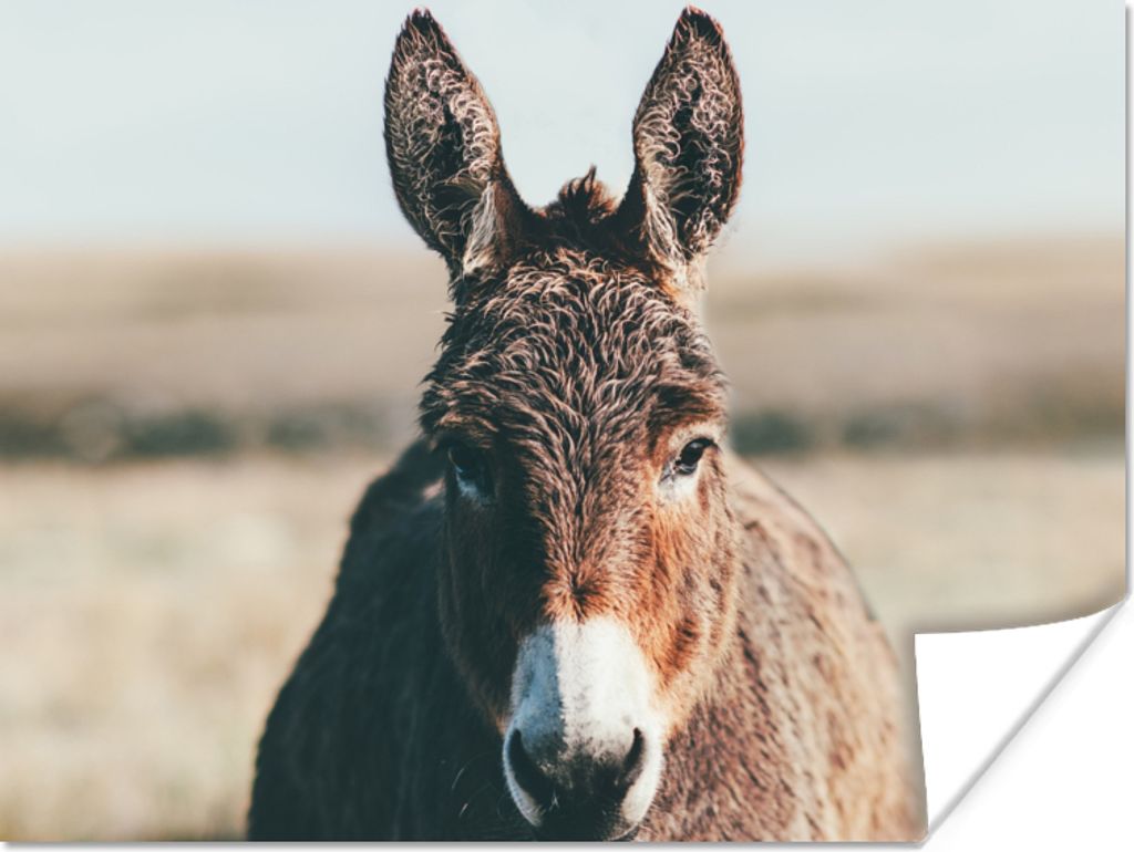 MuchoWow Poster Esel - Porträt - Tier 120x90 cm - Wandbild