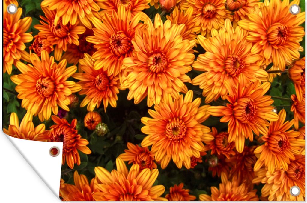 MuchoWow 120x80 cm Outdoor-Poster Gartendeko Sichtschutz Garten Poster für den Garten Blumen - Orange - Chrysantheme