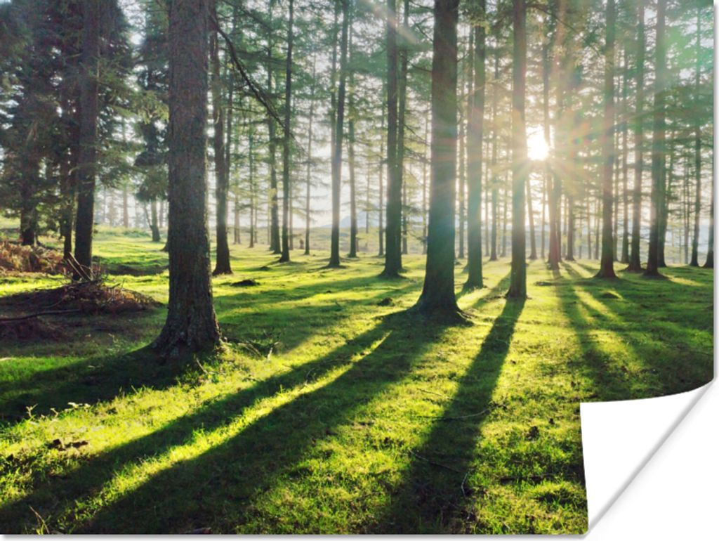 MuchoWow Poster Bäume - Natur - Wald 80x60 cm - Kunst für zu Hause