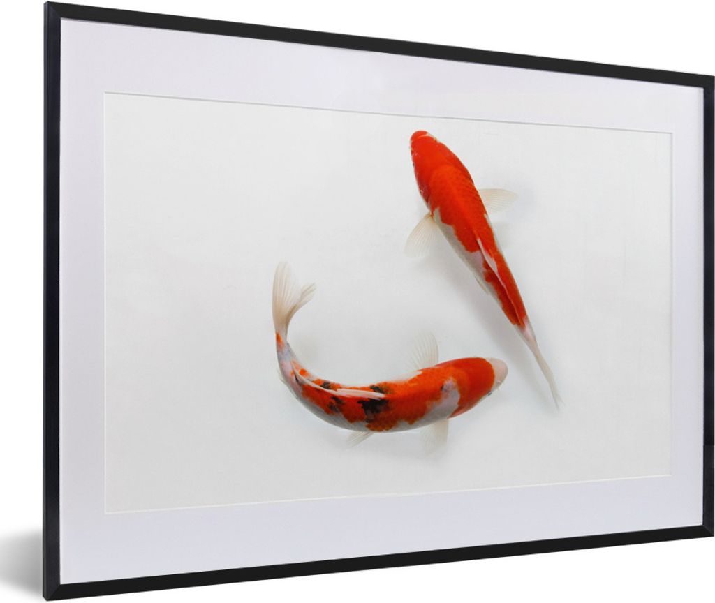 MuchoWow Gerahmtes Poster Zwei orangefarbene Koi-Karpfen vor einem weißen Hintergrund 60x40 cm - Poster mit Schwarzem Bilderrahmen Wandposter Ra...