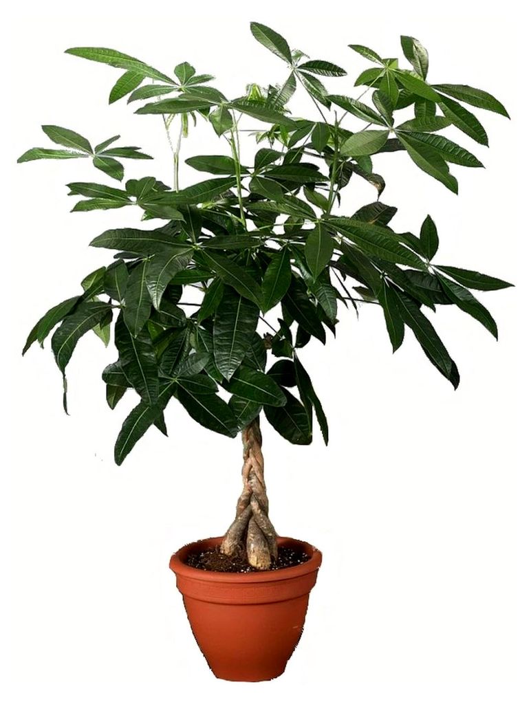 Glückskastanie, Flaschenbaum, Pachira aquatica, 1 Pflanze, ca. 60 - 80 cm hoch, 3 Liter Container, Zimmerpflanzen, Kübelpflanzen
