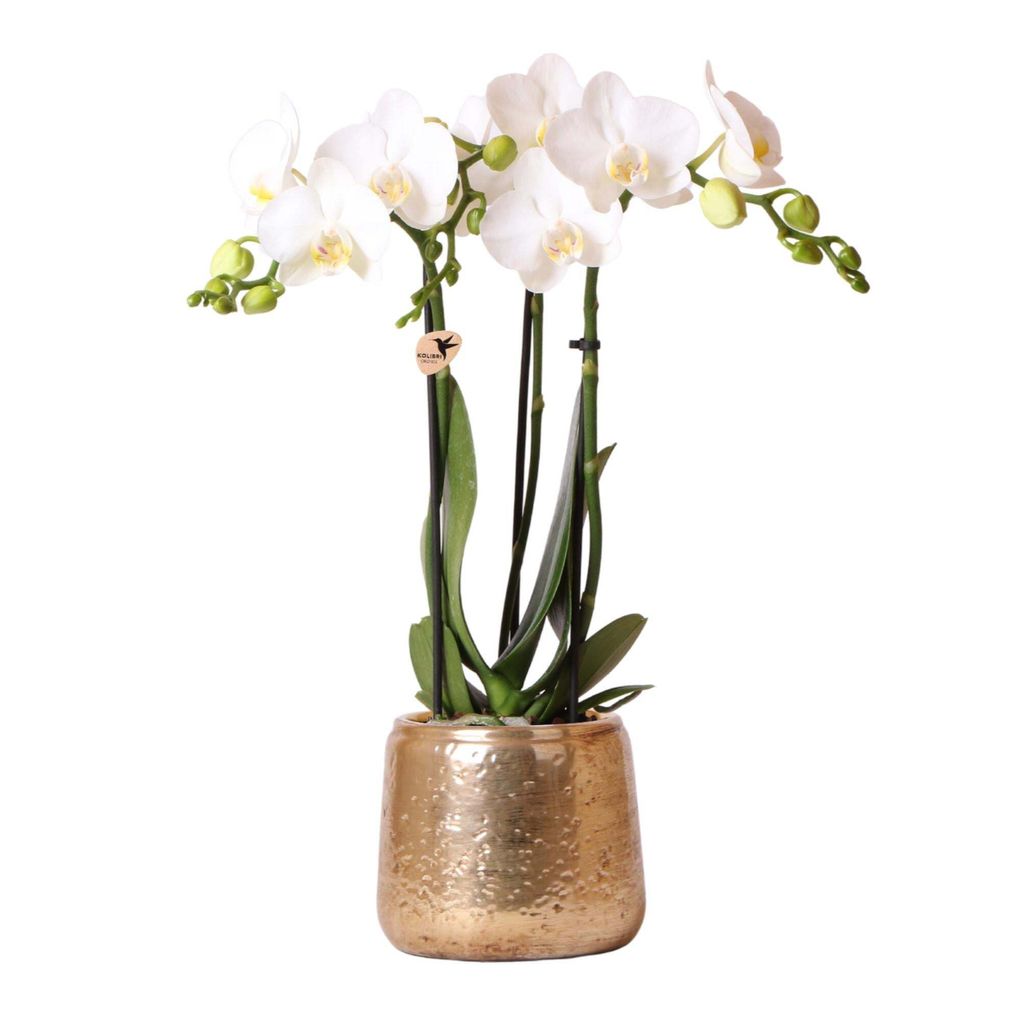 Kolibri Orchideen | Weiße Phalaenopsis Orchidee - Amabilis + Luxus Ziertopf Gold - Topfgröße Ø9Cm - 40Cm hoch | Blühende Zimmerpflanze im Blum...