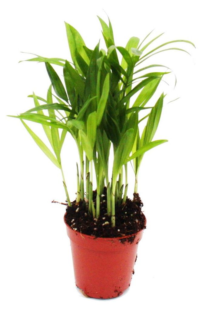 Mini rostlina - Chamaedorea elegans - palma horská - Obrázek produktu 