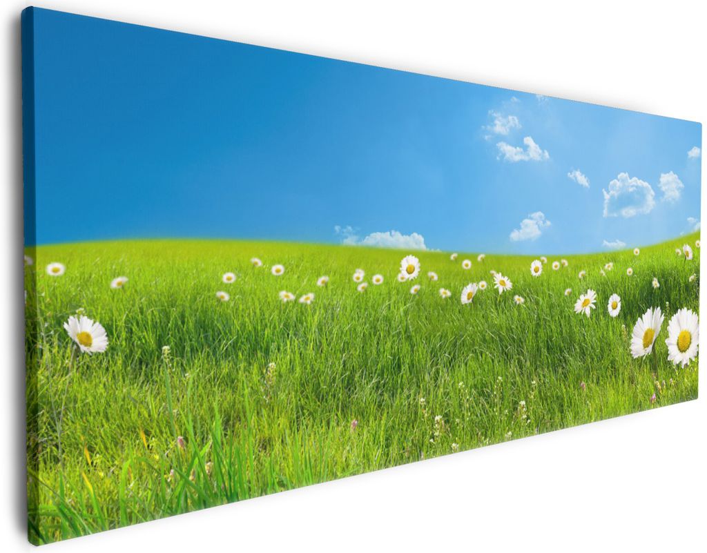 Wallario Premium Leinwandbild Sommerwiese - Weiße Gänseblümchen vor blauem Himmel in Größe 50 x 125 cm