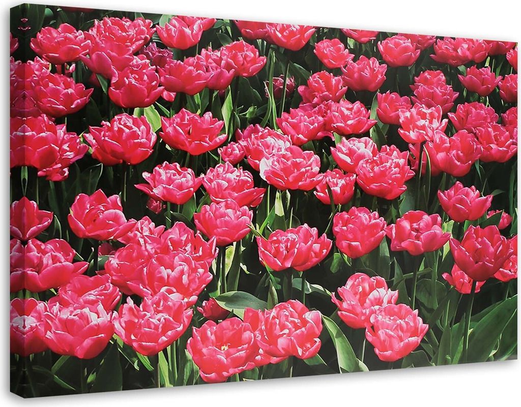 Leinwandbild rosa tulpen im garten 90x60 cm Feeby rosa wandbild bereit zum aufhängen