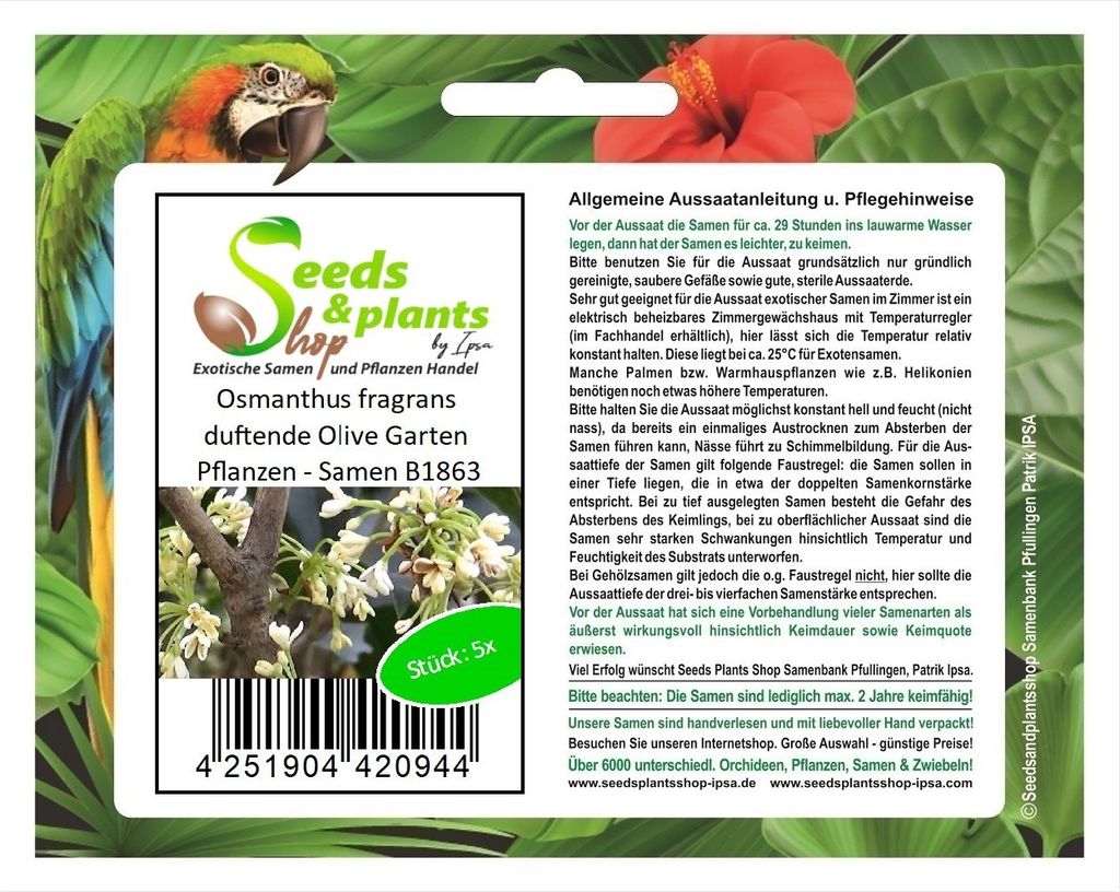 5x Osmanthus fragrans duftende Olive Garten Pflanzen - Samen B1863