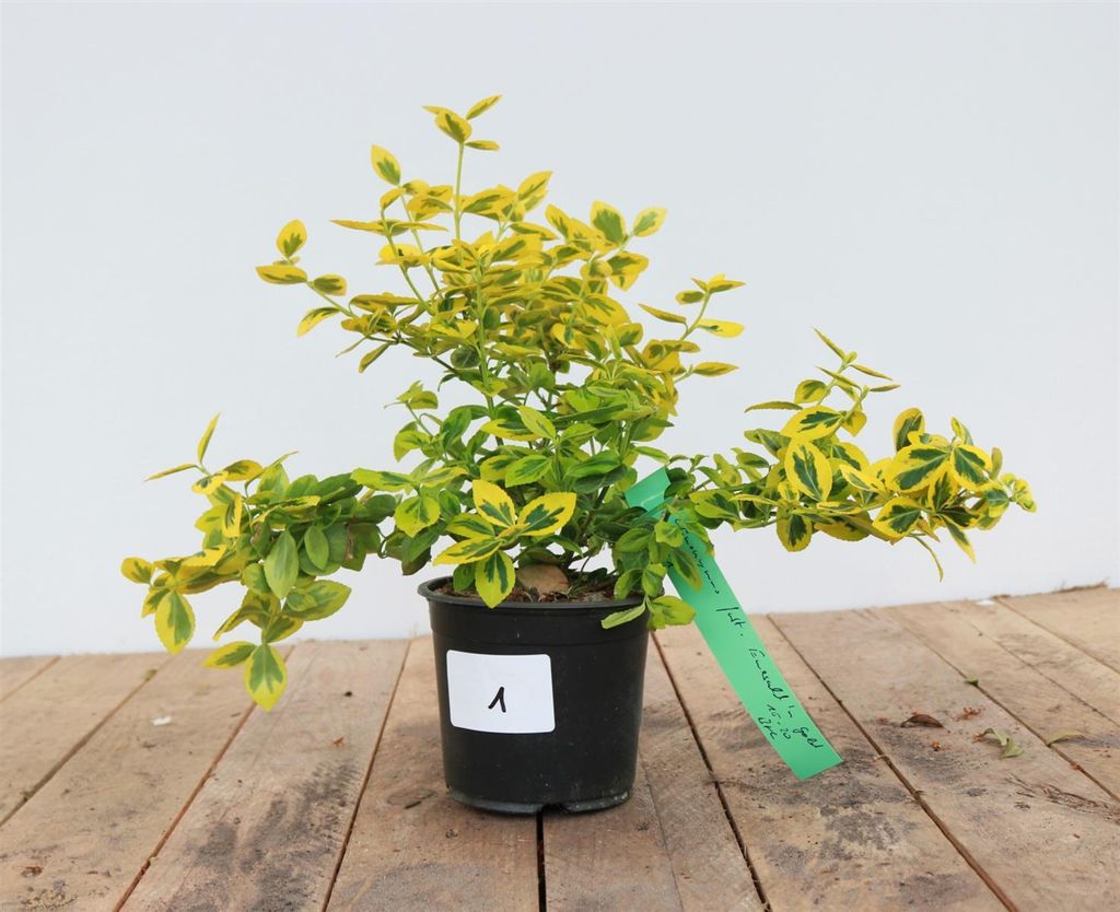 Euonymus fortunei 'Emerald'n Gold', Spindelstrauch, gelb-grün, 15–20 cm