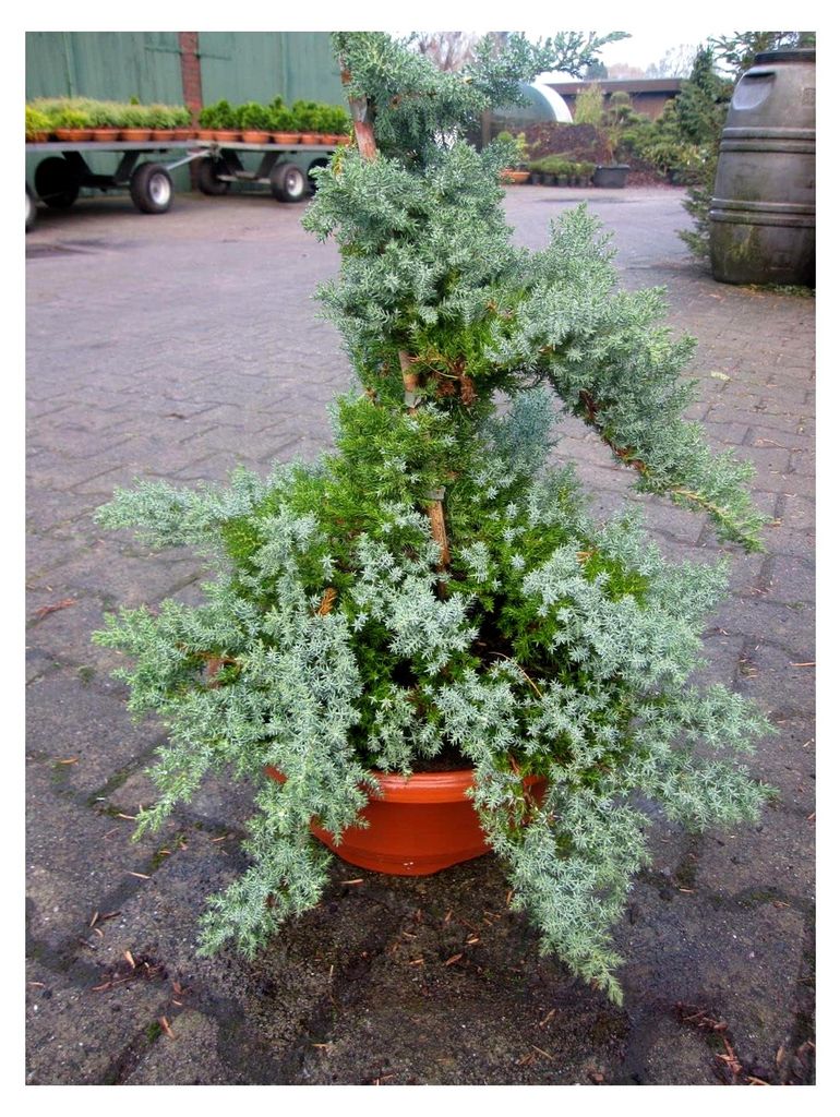 Juniperus procumbens Nana - Japanischer Kriechwacholder