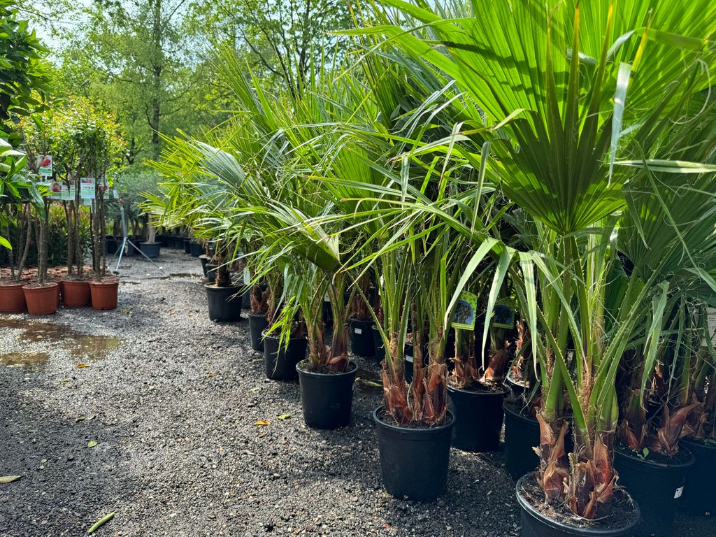 Sunny Tree - Palme - Washingtonia Robusta - Mexikanische Produktbild 