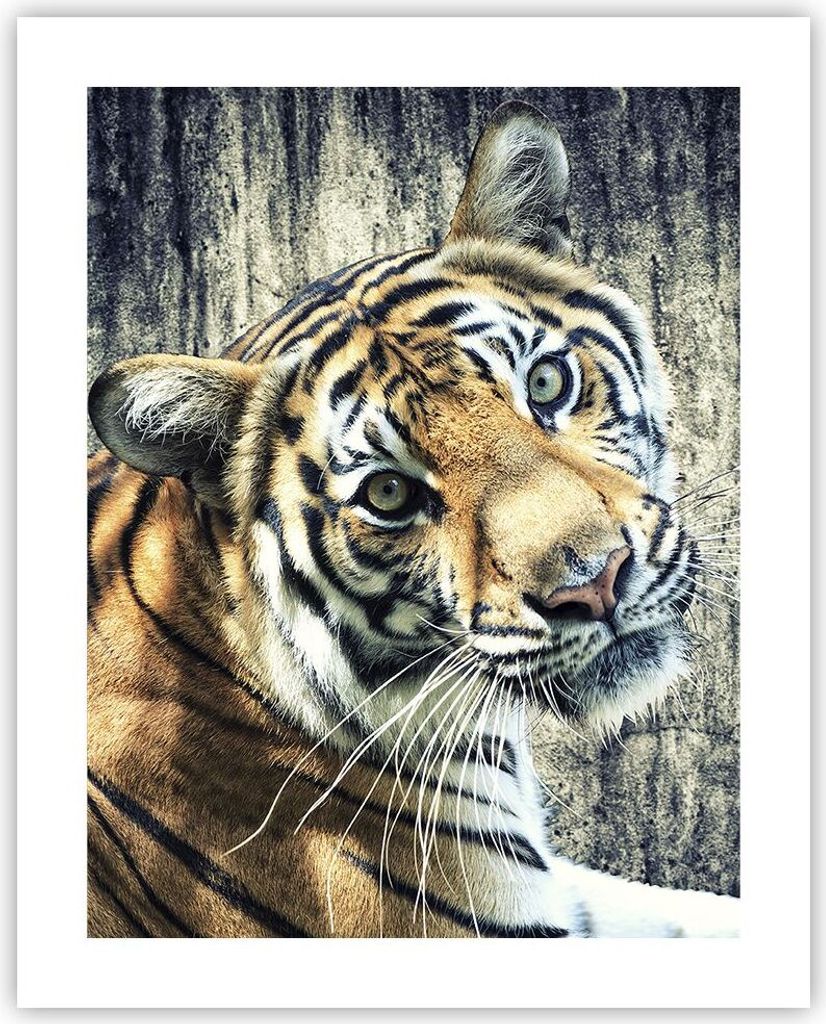 Poster - Poster ohne Rahmen - Indien stein tiger wild - 40x50 cm - Wand Bild - Wanddeko - Wandbilder - Kunstposter - Wandposter - Bilder - Kunstdru...