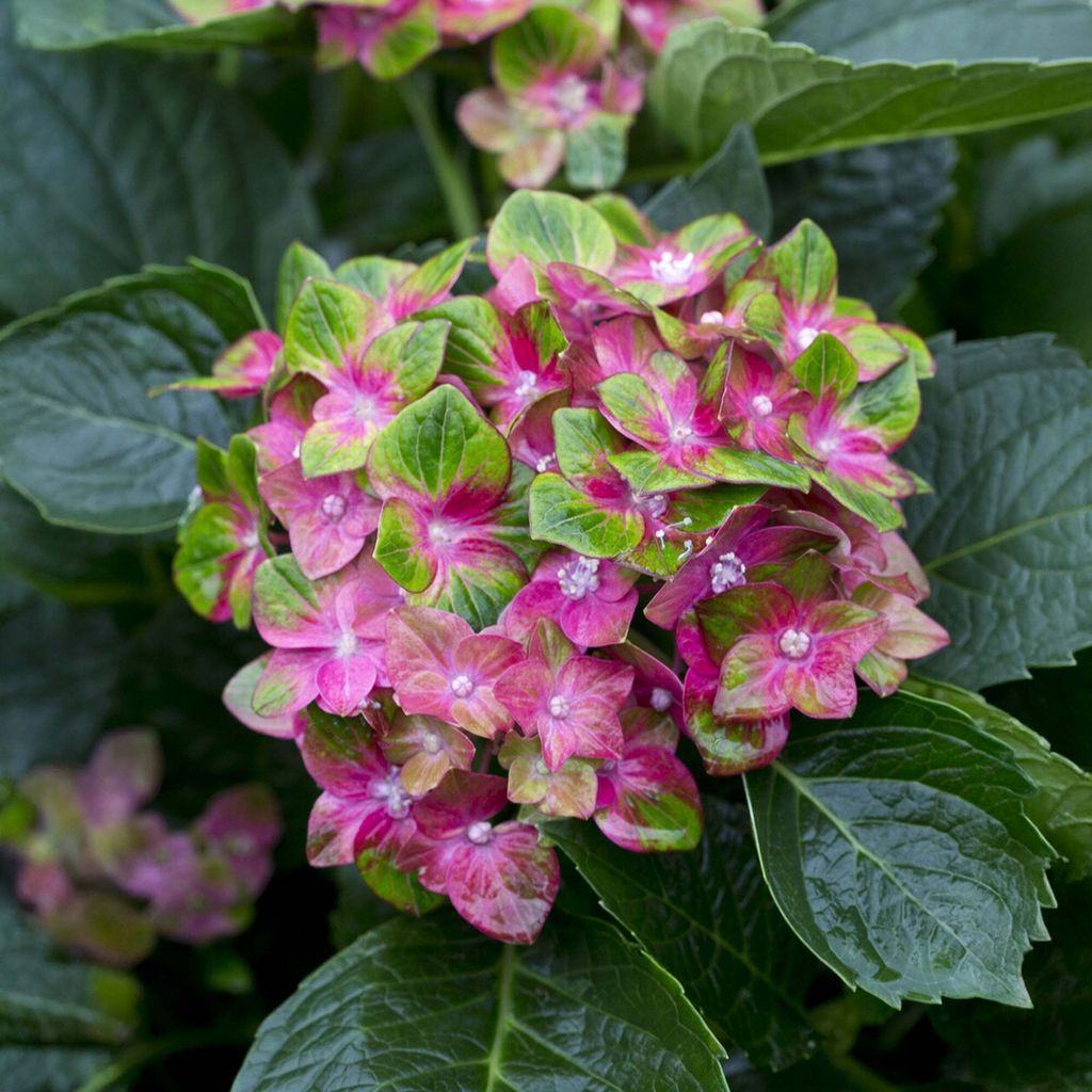 Bakker.com - Bauernhortensie Saxon , Der topf / 1.5L / 3-5 äste / Lieferhöhe 15-20cm