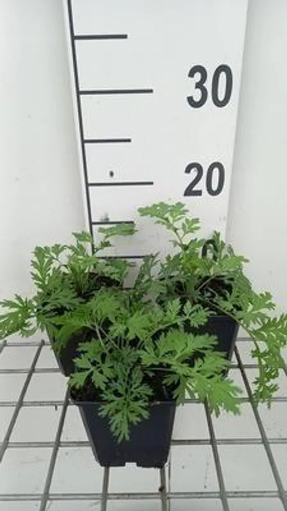 Tanacetum Robinson's Rose vivace et rustique - Lot de 6 pots de 9cm