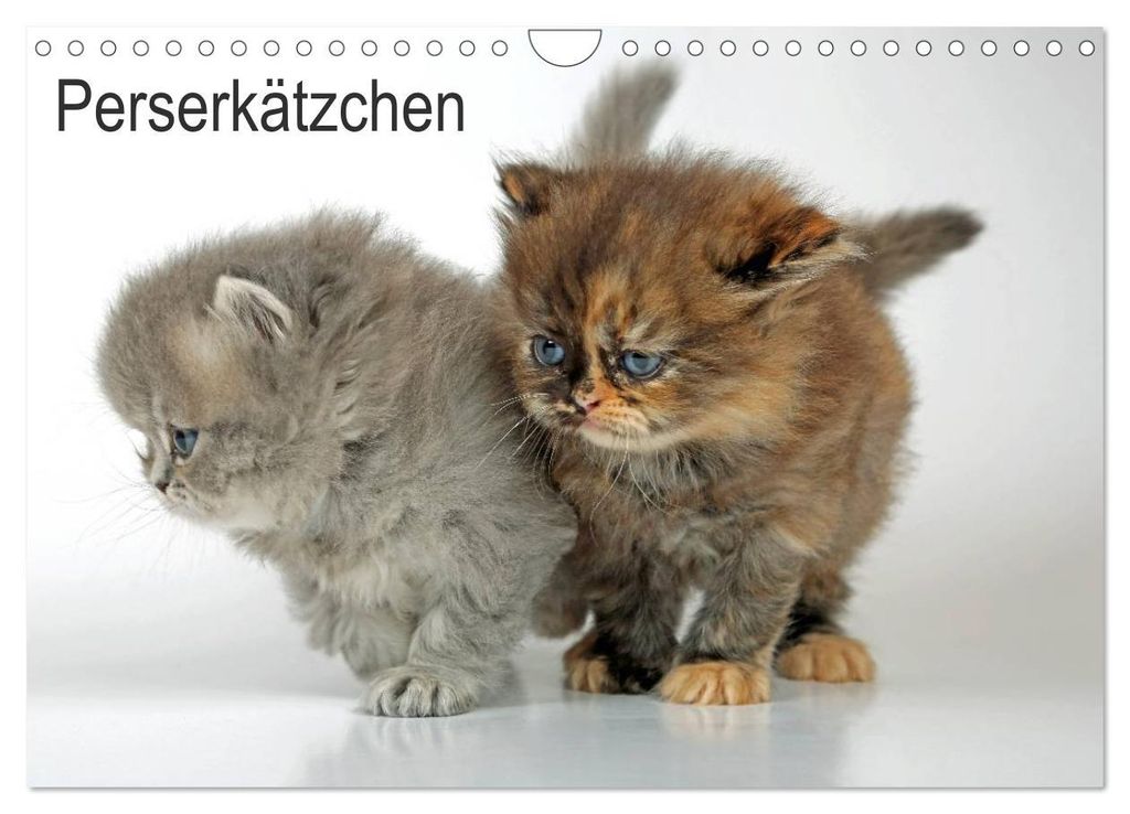 Perserkätzchen / CH-Version (Wandkalender 2027 DIN A4 quer), CALVENDO Monatskalender