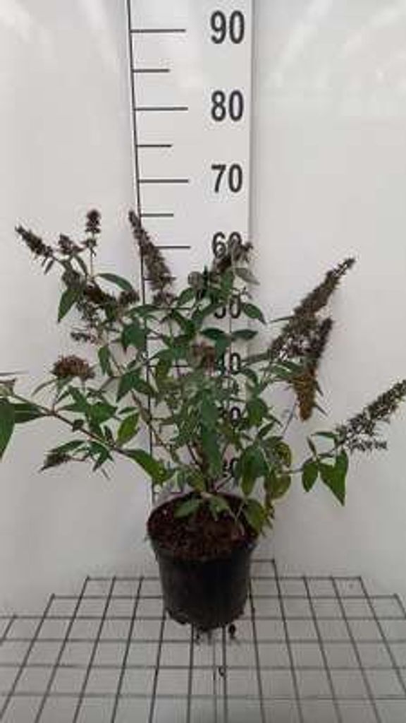 Buddleja dav. 'Reve de Papillon Pink' - Sommerflieder 40- 60 cm Container