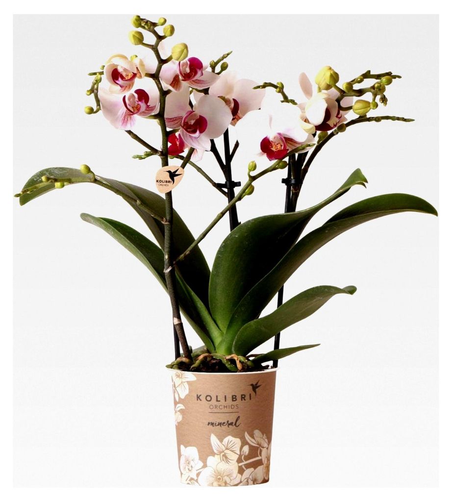 Orchideen | Weiße Phalaenopsis-Orchidee - Mineral Gibraltar - Topfgröße Ø9cm | blühende Zimmerpflanze - frisch vom Züchter
