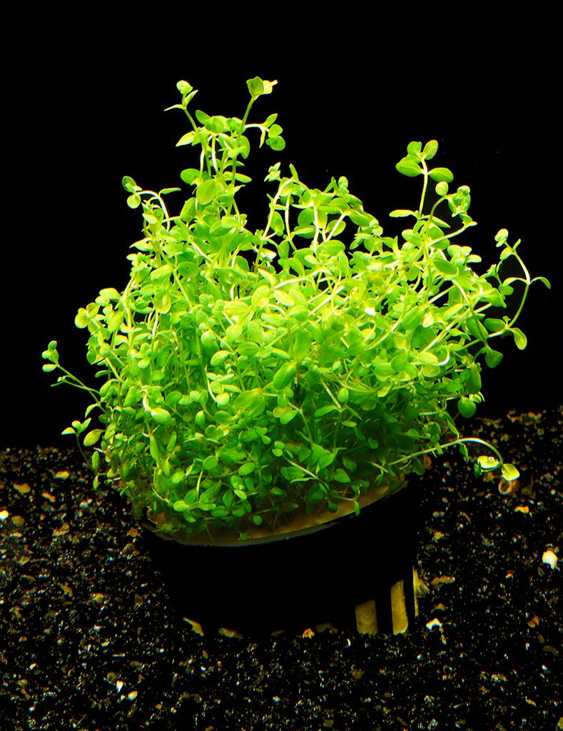 1 Topf Zierliches Perlenkraut - Micranthemum / Hemianthus micranthemoides