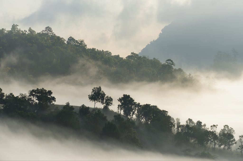 Muralo Fototapete Wald im Nebel 270 (B) x 180 (H) cm Vlies Tapete Wandtapeten Gebirge Bäume Wohnzimmer Schlafzimmer moderne Wandbilder XXL Landsch...