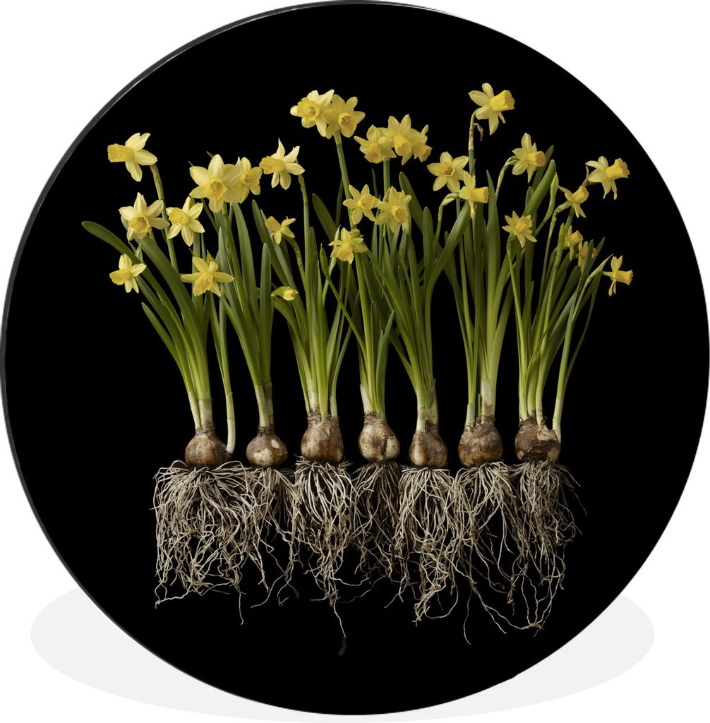 MuchoWow Aluminium Wandkreis Mehrere Narzissen mit Zwiebeln auf schwarzem Hintergrund Ø 60 cm Wanddeko Modern Wohnzimmer - Wand Kreis - Wandbild...