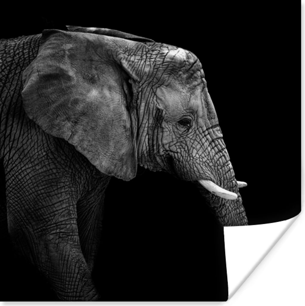 MuchoWow Poster Elefant - Schwarz und weiß - Porträt - Tiere 75x75 cm - Wand Dekoration