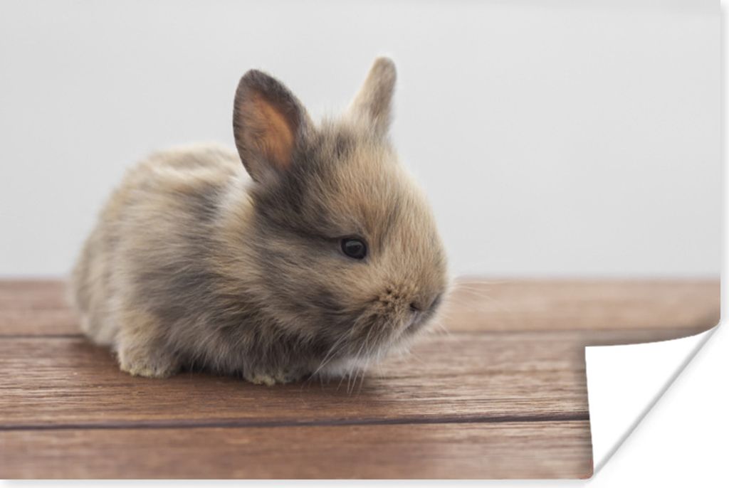 MuchoWow Poster Baby - Kaninchen - Holz 30x20 cm - Plakate - Print