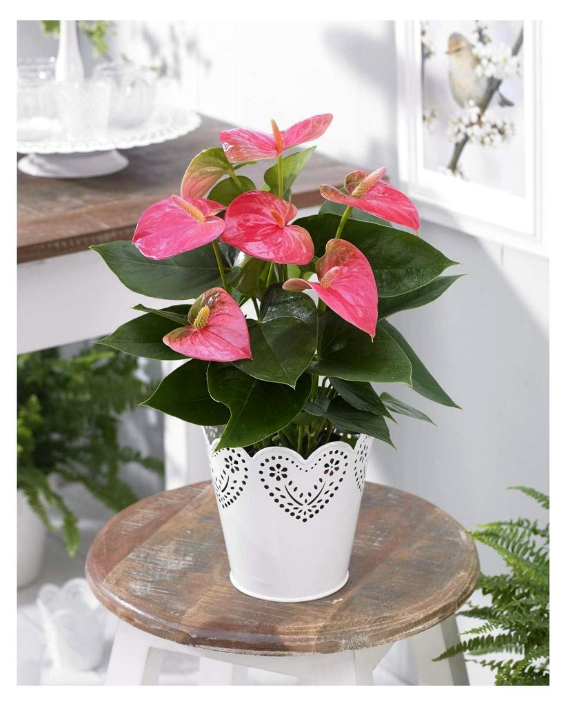Anthurium Tailblume - tropische dekorative Pflanze, pinke Krautpflanze 15-30cm
