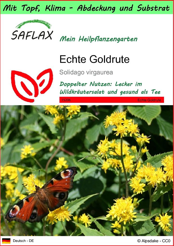 SAFLAX Garden to go - Echte Goldrute - Solidago virgaurea - Produktbild 