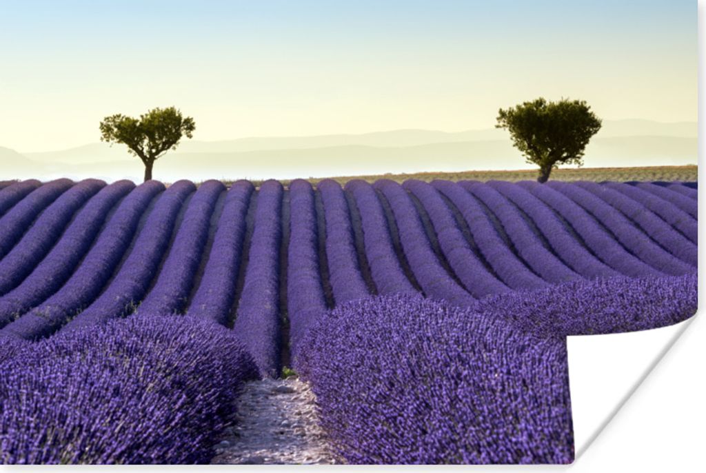 MuchoWow Poster Lavendel - Bäume - Blumen - Natur 30x20 cm - Plakate - Print