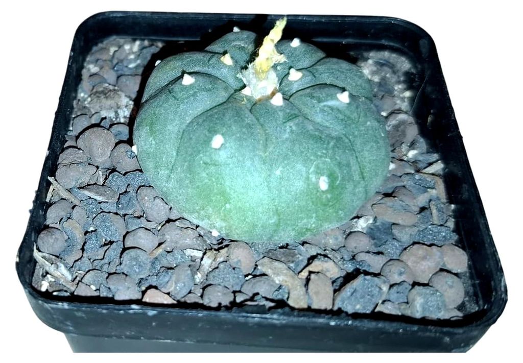 Lophophora williamsii, Kaktus, Durchmesser 3,5 cm
