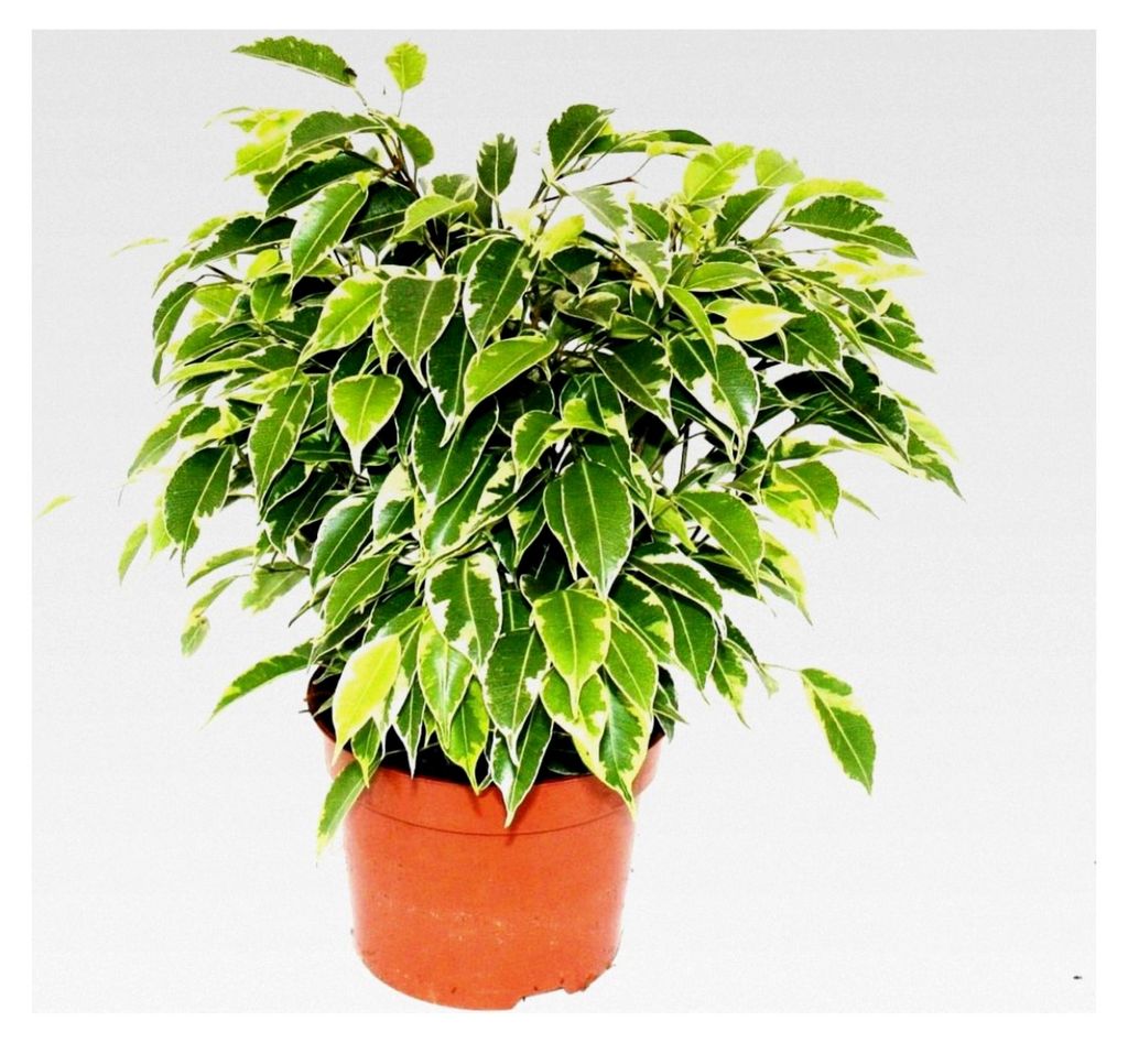 Buschige Birkenfeige - Ficus benjamini "Kinky" - weißbuntes Laub - 12 cm Topf