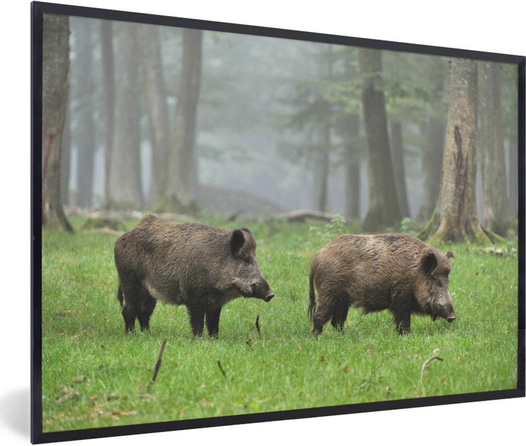 MuchoWow Gerahmtes Poster Wildschwein - Wald - Tier 60x40 cm - Poster mit Schwarzem Bilderrahmen Wandposter Rahmen Foto Bilder - Printing - Wandd...