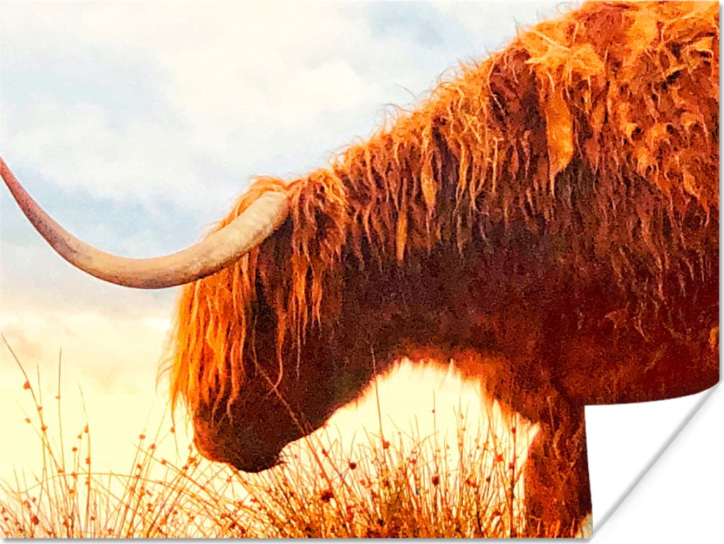 MuchoWow Poster Schottische Hochlandrind - Licht - Natur 80x60 cm - Kunst für zu Hause