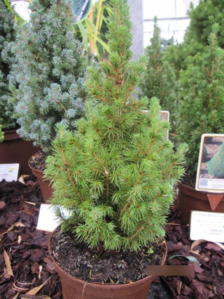 Picea glauca conica Perfecta - Zwerg-Zuckerhutfichte Conica - 25-30cm
