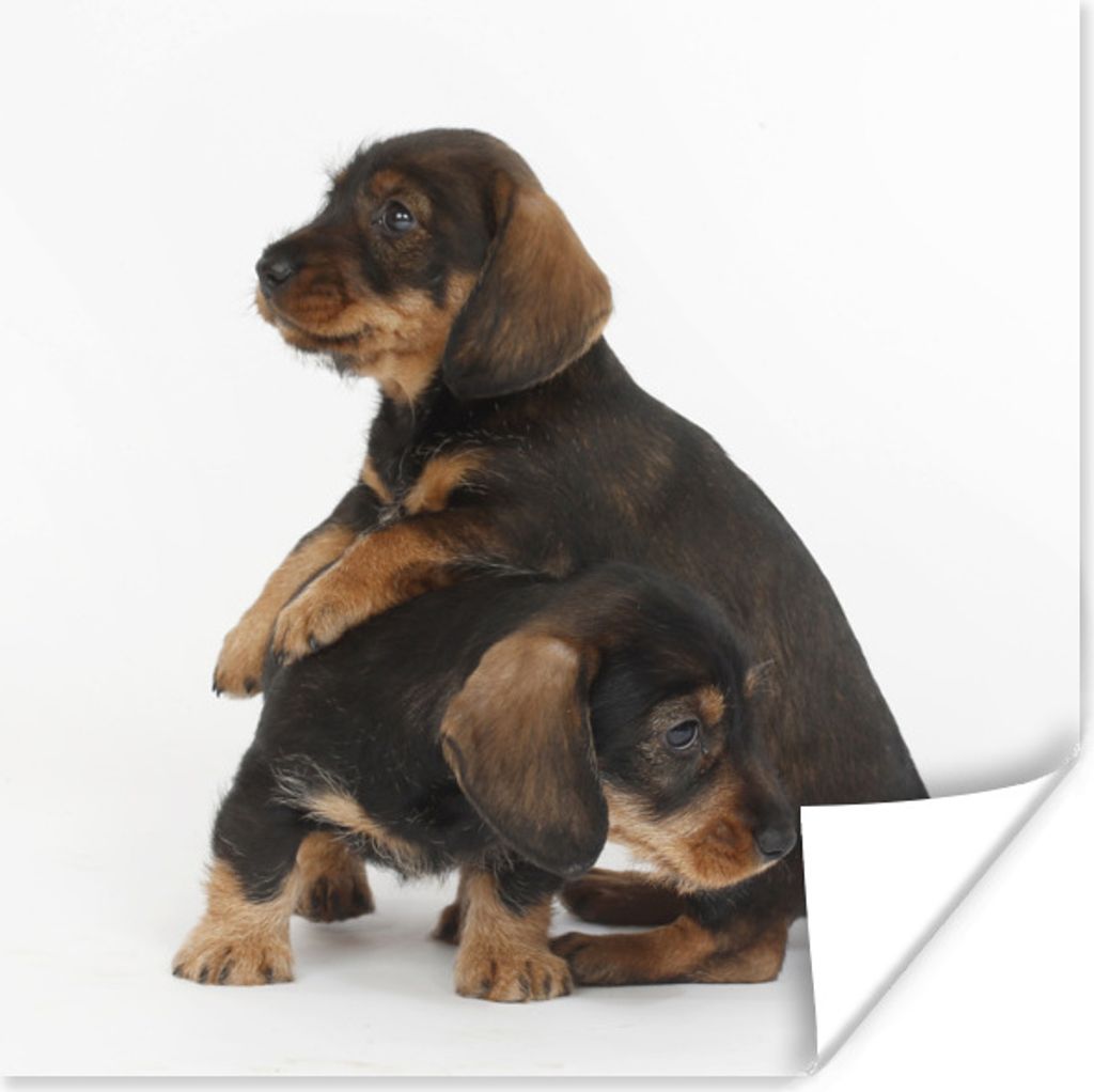 MuchoWow Poster Studiofoto von zwei süßen Dackeln 75x75 cm - Wand Dekoration