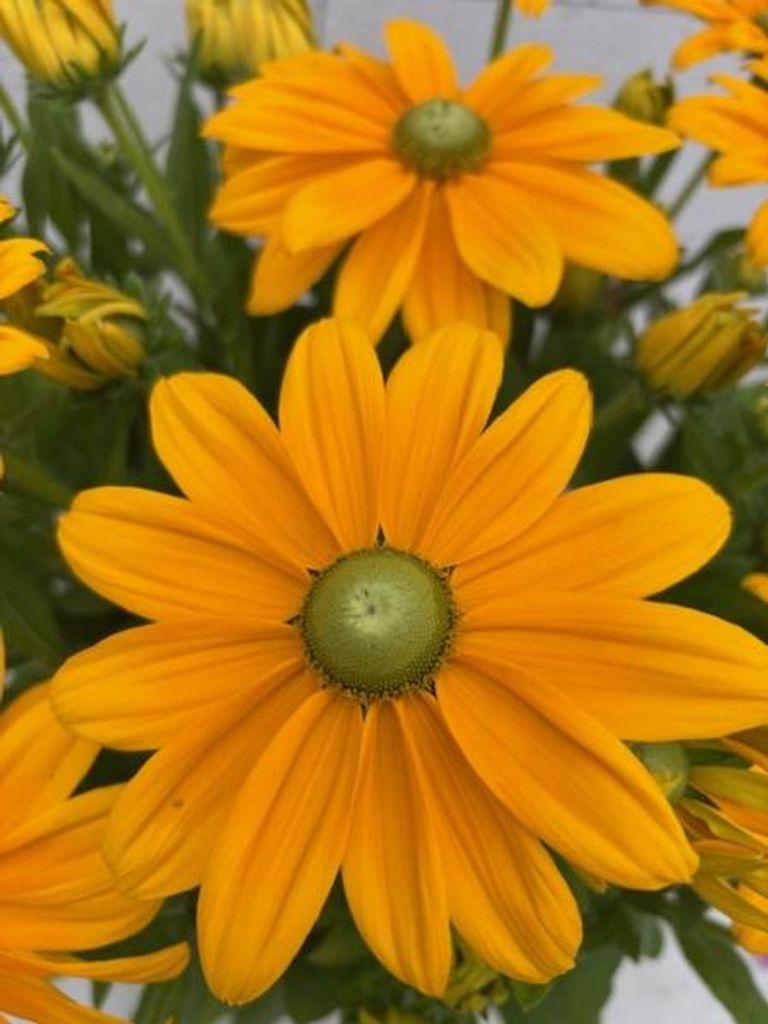 Rudbeckia - Sunbeckia® Ophelia - Sonnenhut Ophelia Produktbild 