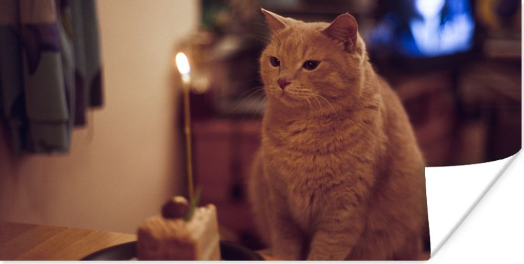 MuchoWow Poster Katze - Geburtstag - Kerze 160x80 cm - Foto Poster