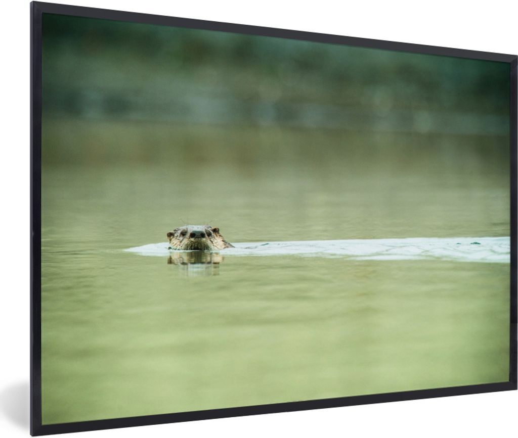 MuchoWow Gerahmtes Poster Otter schwimmt im Wasser 90x60 cm - Poster mit Schwarzem Bilderrahmen Wandposter Rahmen Foto Bilder - Fotorahmen - Foto...
