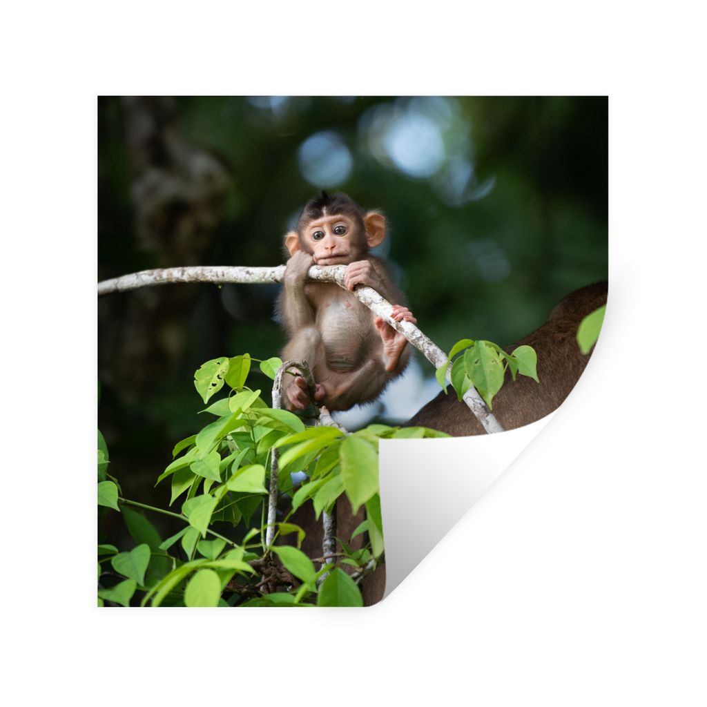 MuchoWow Wandtattoo Wandsticker Wandaufkleber Baby - Affe - Äste 80x80 cm Selbstklebend und Repositionierbar - Wierderverwendbar - Selbstklebend