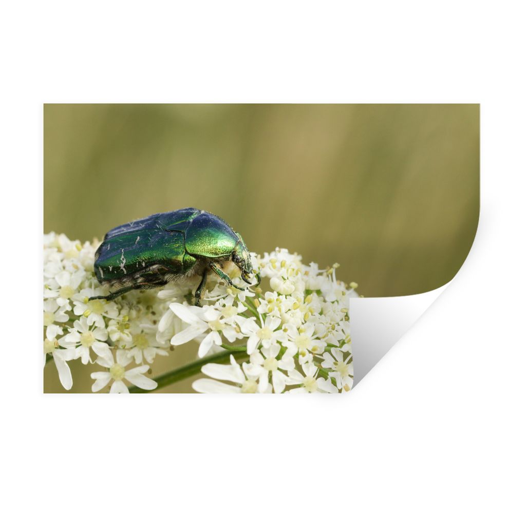 MuchoWow Wandtattoo Wandsticker Wandaufkleber Käfer - Blume - Grün 120x80 cm Selbstklebend und Repositionierbar - Selbstklebend - Fototapeten