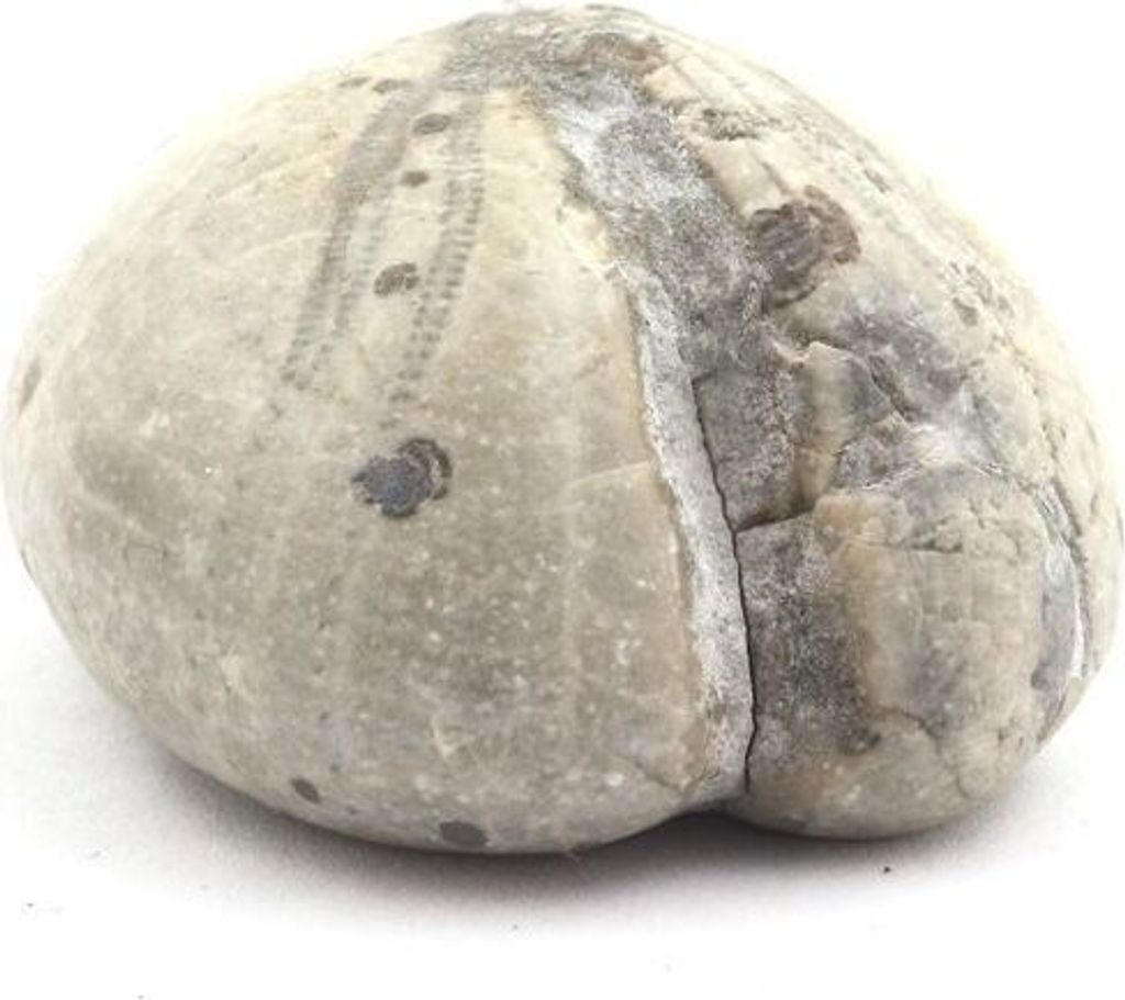Fossiler Seeigel, Toxaster Amplus 127,15 Karat