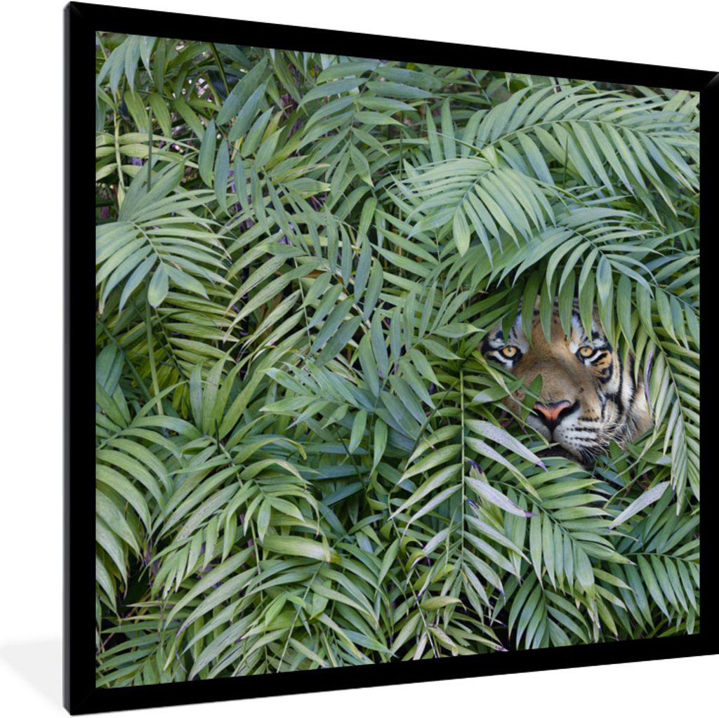 MuchoWow Gerahmtes Poster Tiger - Blätter - Farn 40x40 cm - Poster mit Schwarzem Bilderrahmen Wandposter Rahmen Foto Bilder - Mit Rahmen - Wandd...