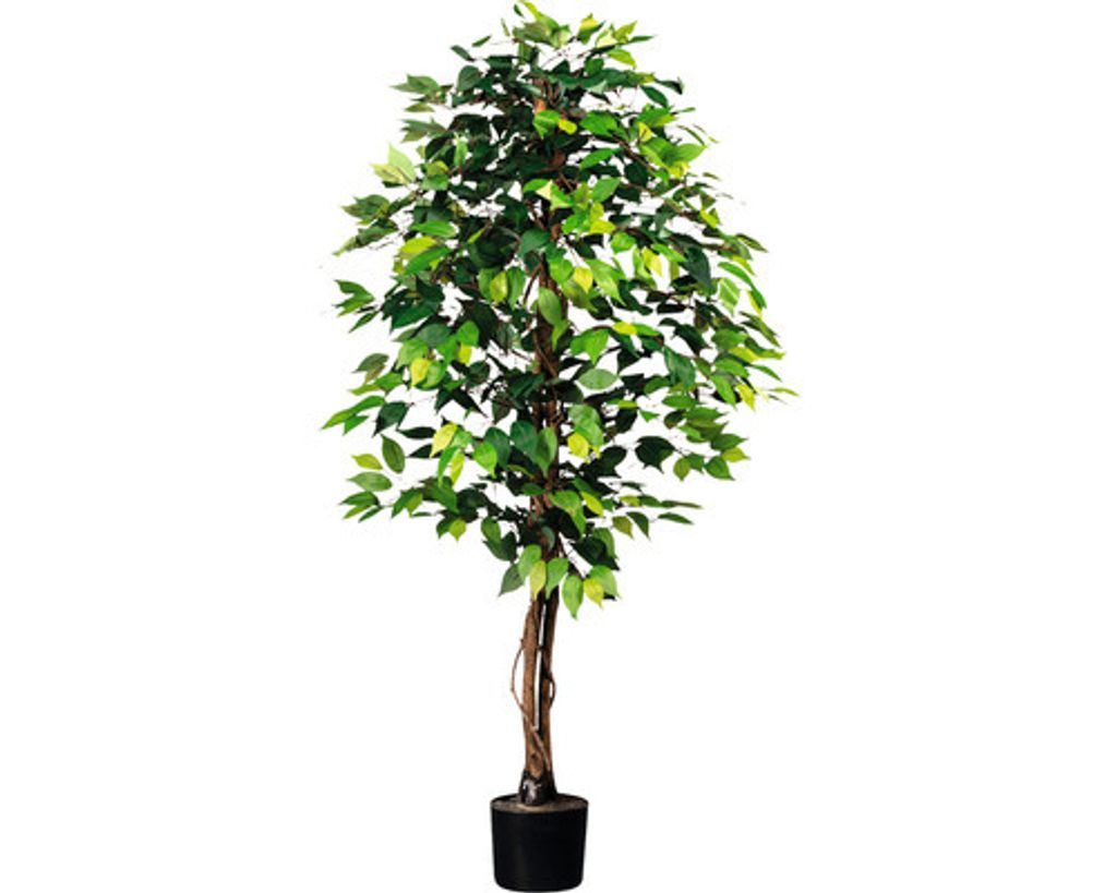 Kunstpflanze Ficus Benjamin Höhe: 150 cm grün Produktbild 