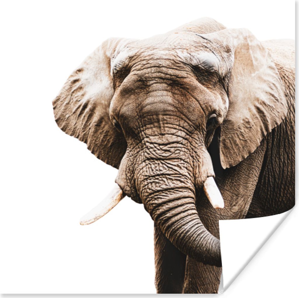 MuchoWow Poster Elefant - Tiere - Weiß 50x50 cm - Wohnzimmerdekoration
