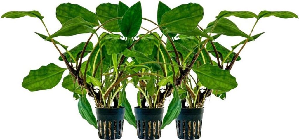 Aquarium Pflanze 3 Stück Lagenandra sp green Wasserpflanzen Deko AquaOne Nr.304