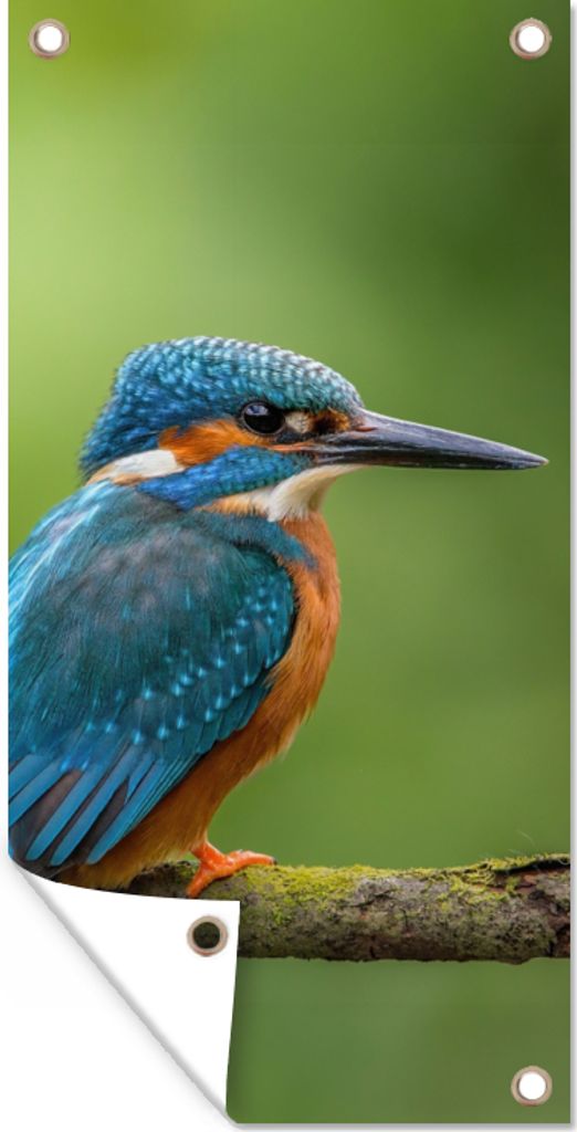 MuchoWow 30x60 cm Outdoor-Poster Gartendeko Sichtschutz Garten Poster für den Garten Eisvogel - Zweig - Moos - Vogel - Grün